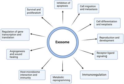 Exosome-mediated delivery of siRNA molecules in cancer therapy: triumphs and challenges